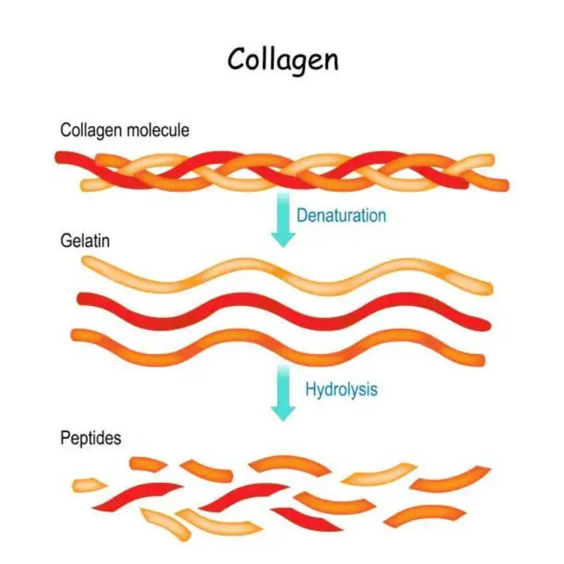 Collagen thường và collagen peptides